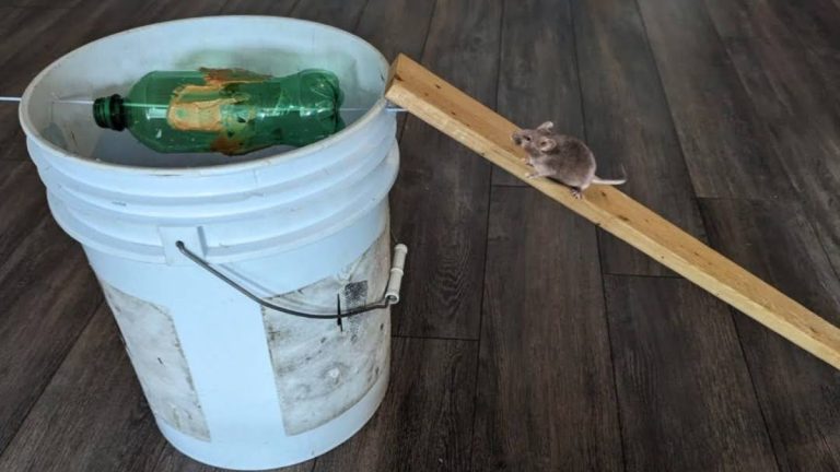 Fabriquer un piège à souris maison avec une chaudière, une canette et une tige de métal.