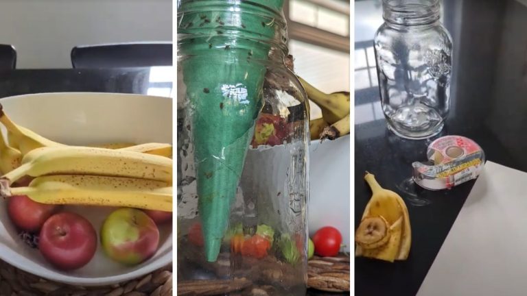 Faire un piège à mouches à fruits maison