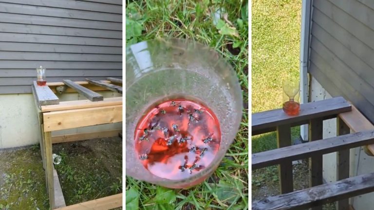 Faire un piège à guêpe avec une bouteille de plastique