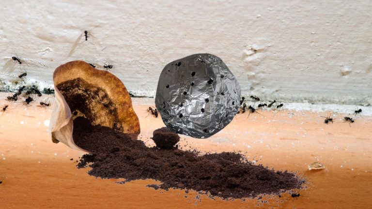 Faire un répulsif anti fourmis avec du marc de café et du jus de citron