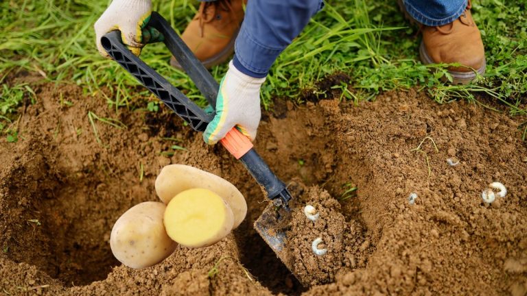 Attraper les vers blancs avec des morceaux de pomme de terre