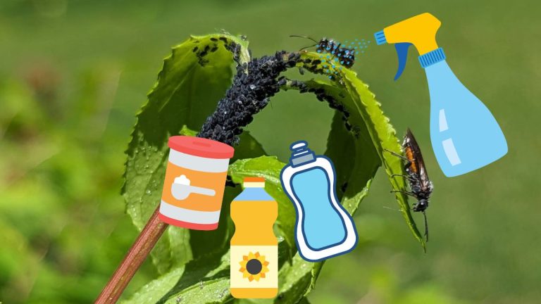 Recette pour insecticide maison contre les pucerons noirs sur les plantes